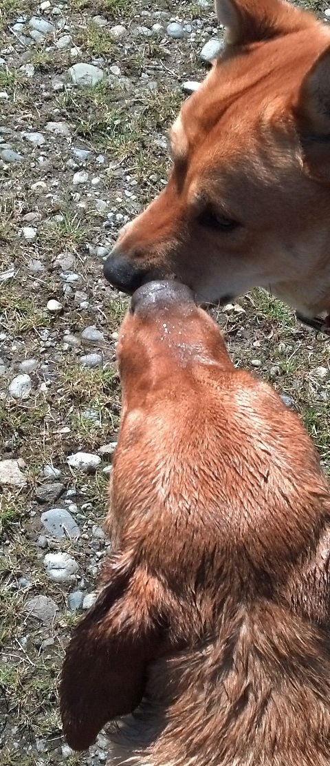 Feat: Bonded Companion