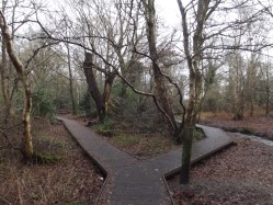 Moseley Bog and Joy's Wood Local Nature Reserve - Coldbath Brook by Elliott Brown at https://flic.kr/p/dCZmcC