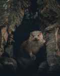 An otter peers out from a small cave.